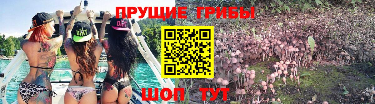 Псилоцибиновые грибы Cubensis Тында