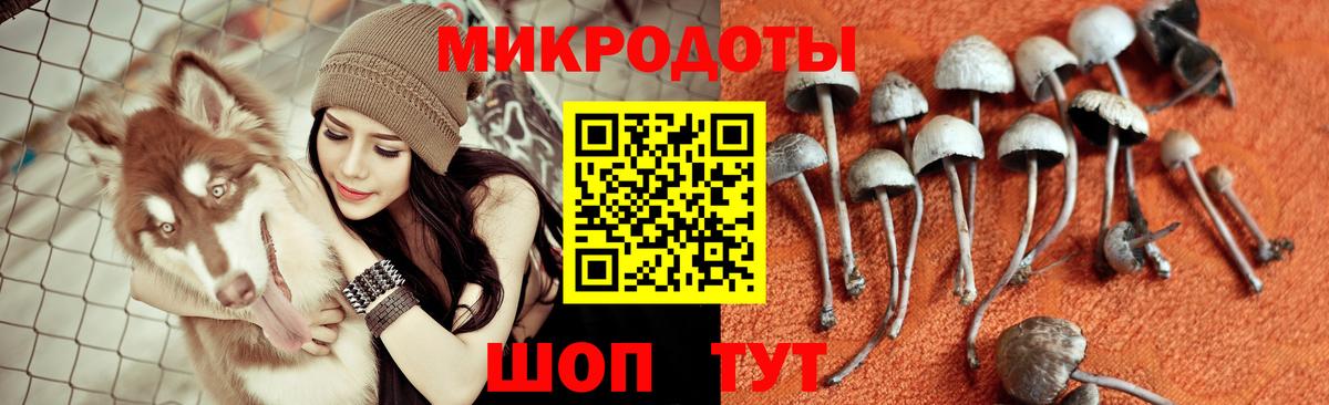 Тында  Галлюциногенные грибы прущие грибы  Вход с VPN 